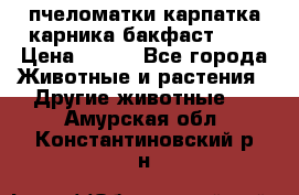 пчеломатки карпатка карника бакфаст F-1 › Цена ­ 800 - Все города Животные и растения » Другие животные   . Амурская обл.,Константиновский р-н